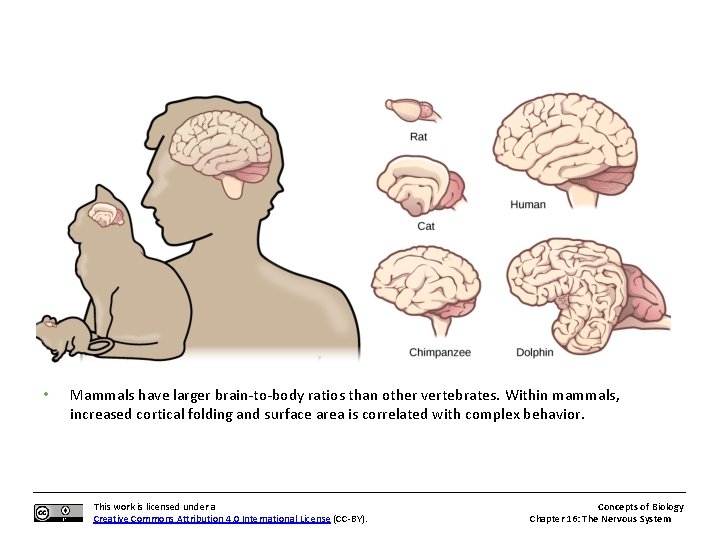  • Mammals have larger brain-to-body ratios than other vertebrates. Within mammals, increased cortical