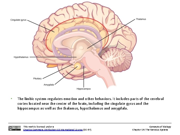  • The limbic system regulates emotion and other behaviors. It includes parts of