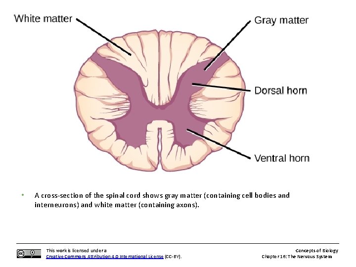  • A cross-section of the spinal cord shows gray matter (containing cell bodies