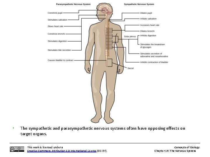  • The sympathetic and parasympathetic nervous systems often have opposing effects on target