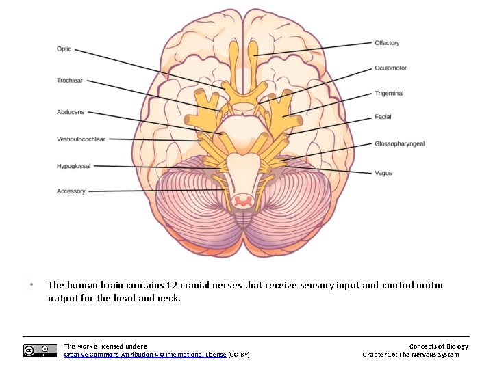  • The human brain contains 12 cranial nerves that receive sensory input and