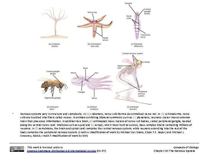  • Nervous systems vary in structure and complexity. In (a) cnidarians, nerve cells