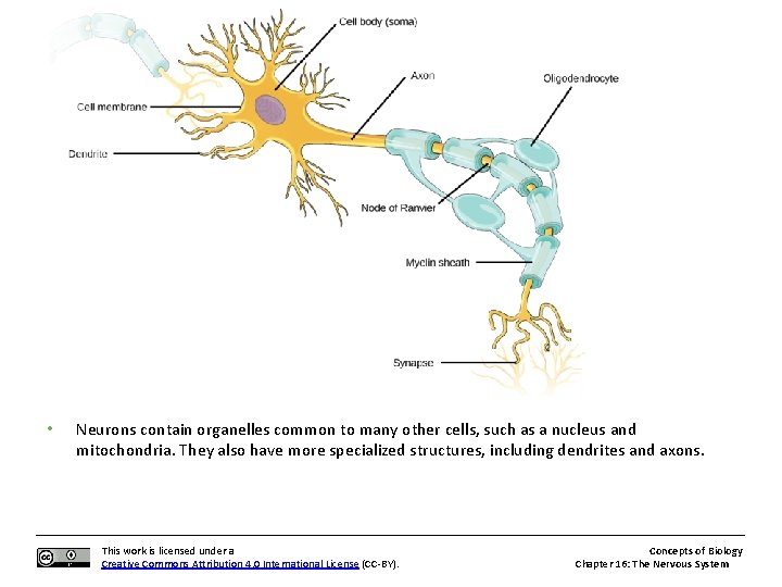  • Neurons contain organelles common to many other cells, such as a nucleus