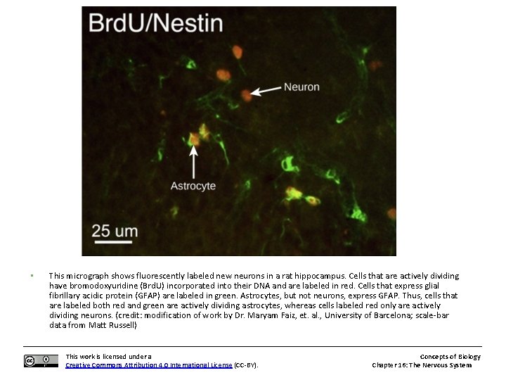  • This micrograph shows fluorescently labeled new neurons in a rat hippocampus. Cells