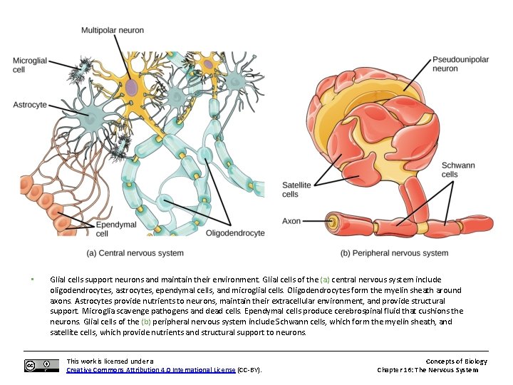  • Glial cells support neurons and maintain their environment. Glial cells of the