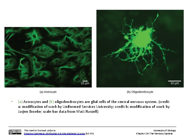  • (a) Astrocytes and (b) oligodendrocytes are glial cells of the central nervous