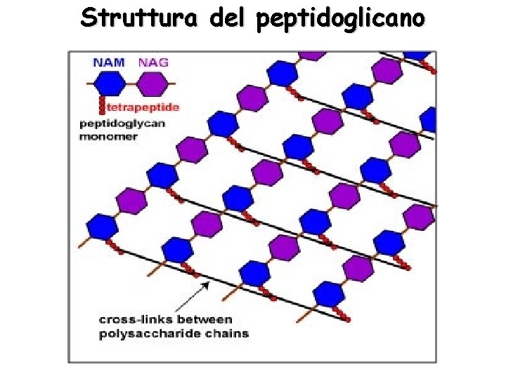 Struttura del peptidoglicano 