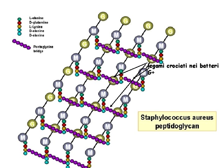legami crociati nei batteri G+ 