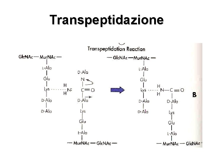 Transpeptidazione 