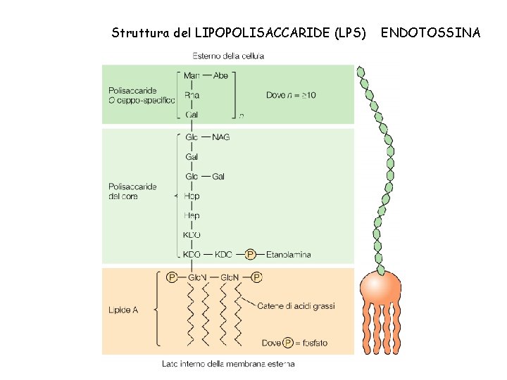 Struttura del LIPOPOLISACCARIDE (LPS) ENDOTOSSINA 