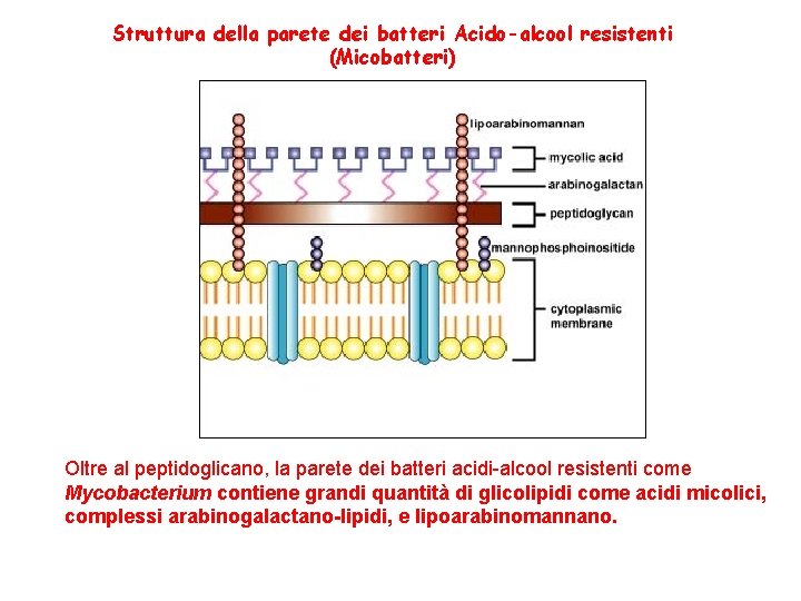 Struttura della parete dei batteri Acido-alcool resistenti (Micobatteri) Oltre al peptidoglicano, la parete dei