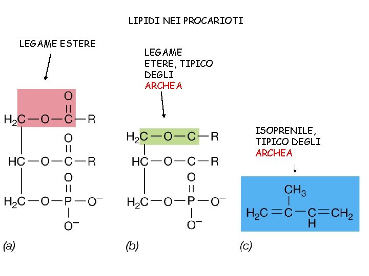 LIPIDI NEI PROCARIOTI LEGAME ESTERE LEGAME ETERE, TIPICO DEGLI ARCHEA ISOPRENILE, TIPICO DEGLI ARCHEA