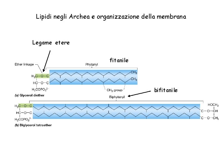 Lipidi negli Archea e organizzazione della membrana Legame etere fitanile bifitanile 
