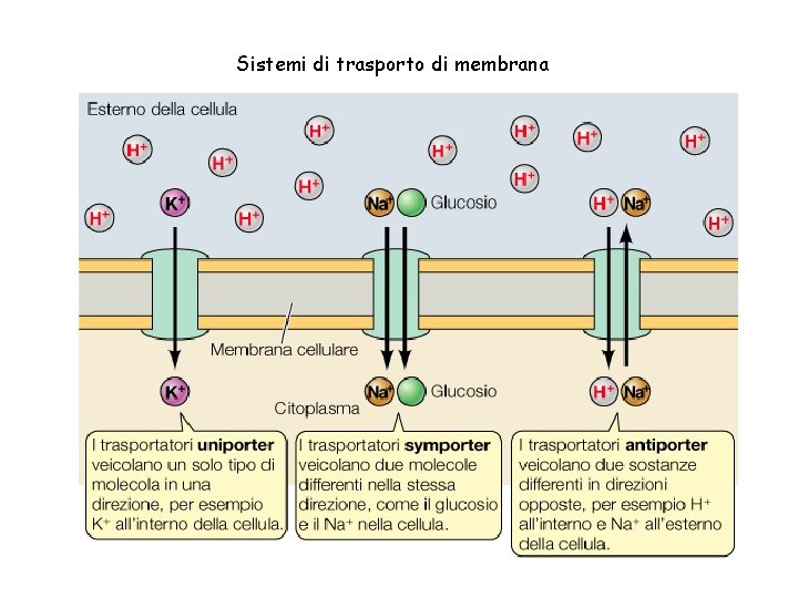 Sistemi di trasporto di membrana 