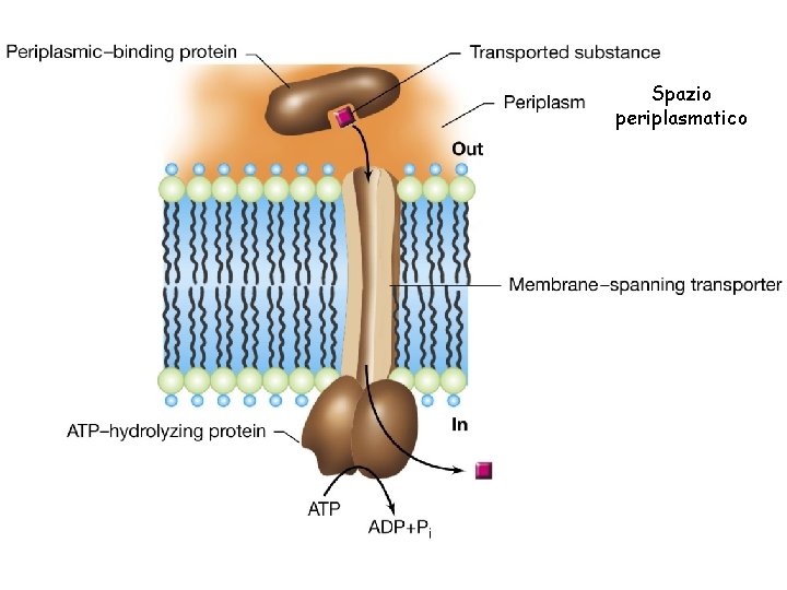 Spazio periplasmatico 