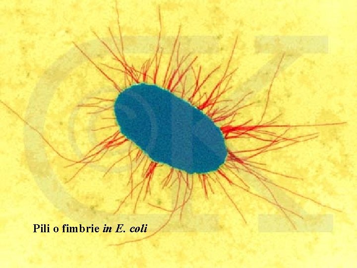 Pili o fimbrie in E. coli 