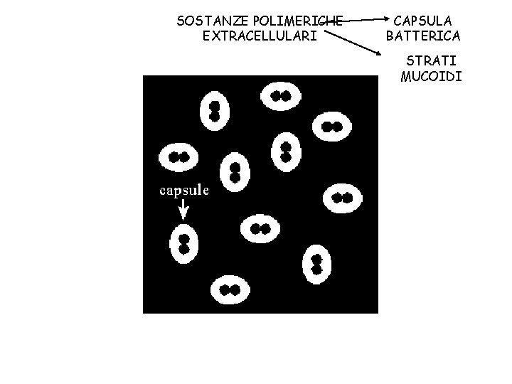 SOSTANZE POLIMERICHE EXTRACELLULARI CAPSULA BATTERICA STRATI MUCOIDI 