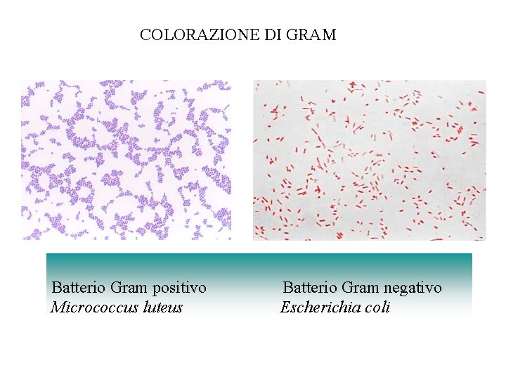COLORAZIONE DI GRAM Batterio Gram positivo Micrococcus luteus Batterio Gram negativo Escherichia coli 