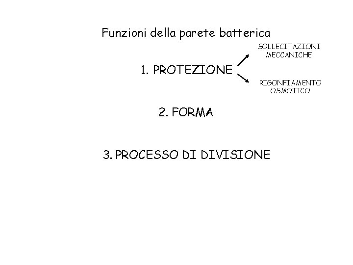 Funzioni della parete batterica SOLLECITAZIONI MECCANICHE 1. PROTEZIONE RIGONFIAMENTO OSMOTICO 2. FORMA 3. PROCESSO