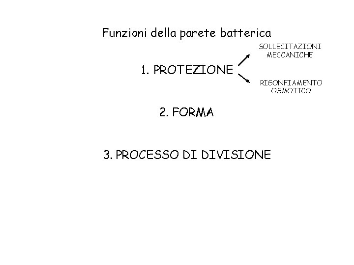 Funzioni della parete batterica SOLLECITAZIONI MECCANICHE 1. PROTEZIONE RIGONFIAMENTO OSMOTICO 2. FORMA 3. PROCESSO