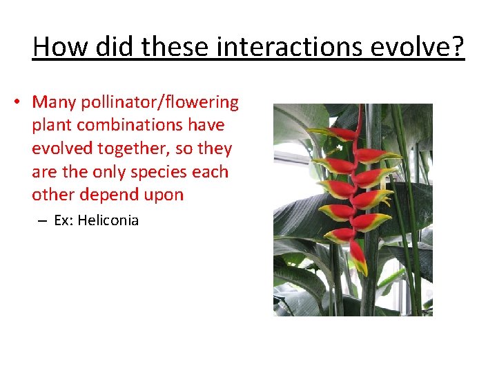 How did these interactions evolve? • Many pollinator/flowering plant combinations have evolved together, so