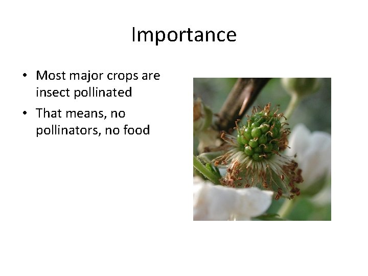 Importance • Most major crops are insect pollinated • That means, no pollinators, no