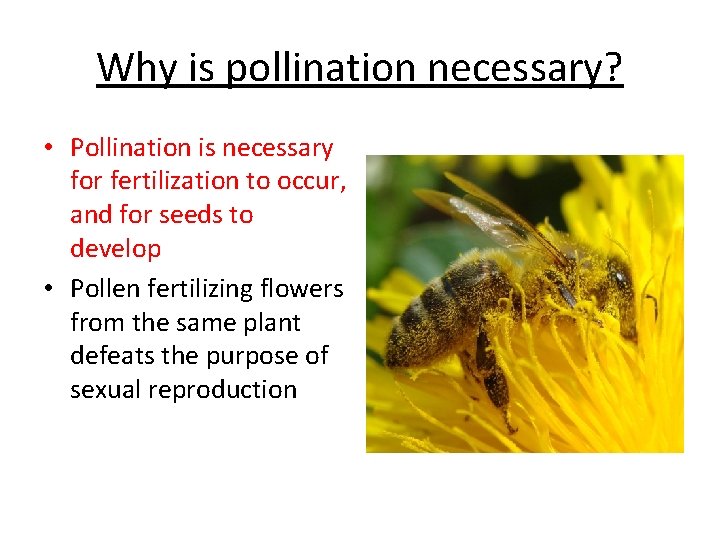 Why is pollination necessary? • Pollination is necessary for fertilization to occur, and for