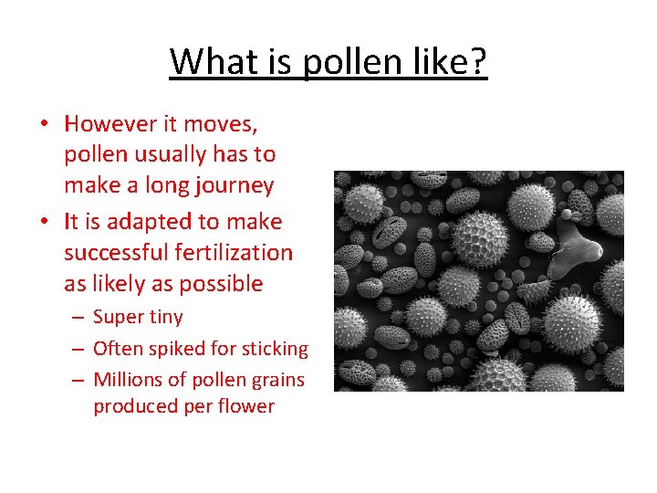 What is pollen like? • However it moves, pollen usually has to make a