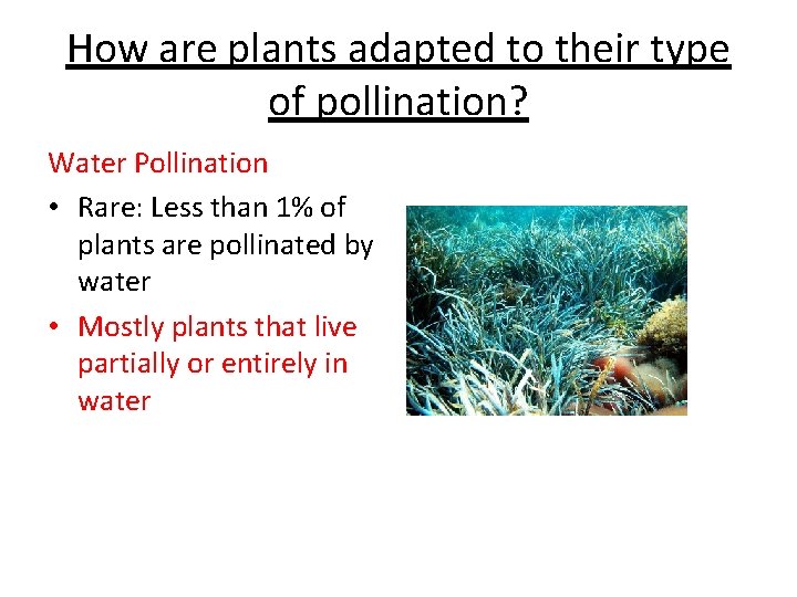 How are plants adapted to their type of pollination? Water Pollination • Rare: Less