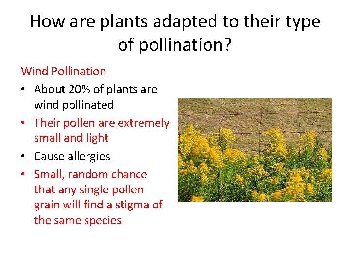 How are plants adapted to their type of pollination? Wind Pollination • About 20%