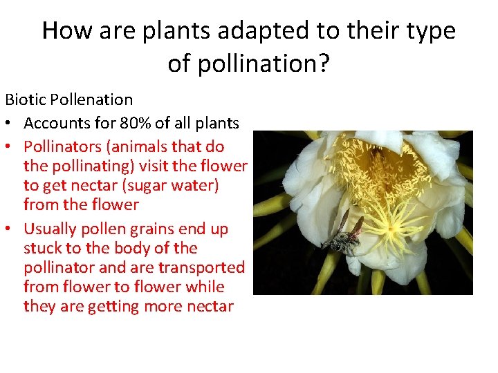 How are plants adapted to their type of pollination? Biotic Pollenation • Accounts for