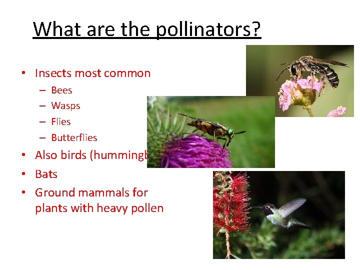 What are the pollinators? • Insects most common – – Bees Wasps Flies Butterflies