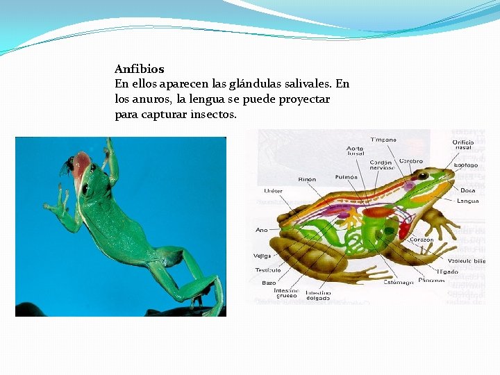 Anfibios En ellos aparecen las glándulas salivales. En los anuros, la lengua se puede