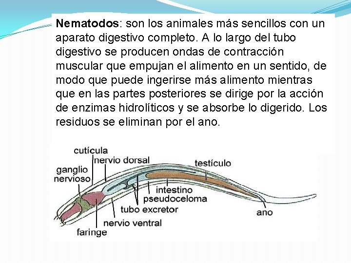 Nematodos: son los animales más sencillos con un aparato digestivo completo. A lo largo