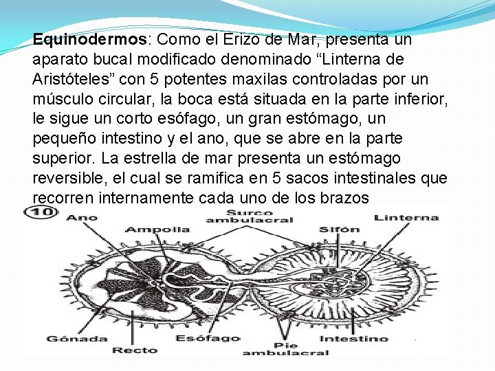 Equinodermos: Como el Erizo de Mar, presenta un aparato bucal modificado denominado “Linterna de