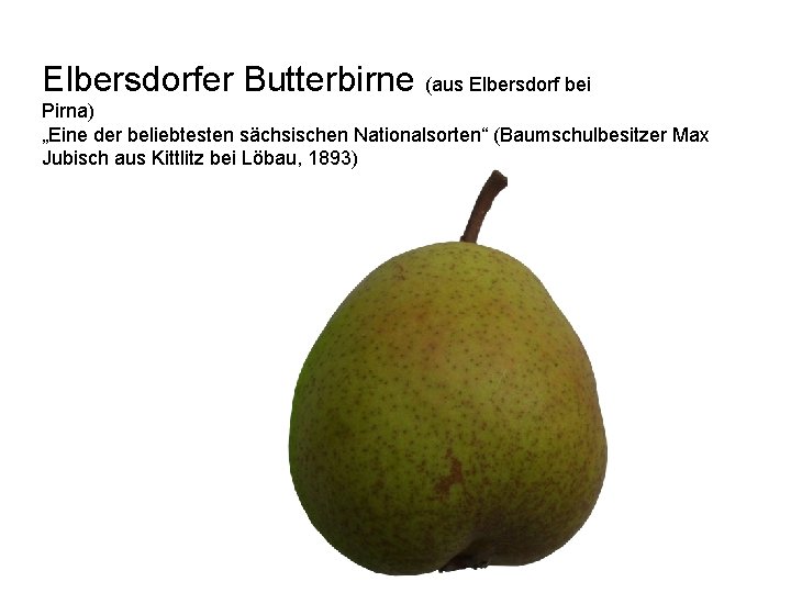 Elbersdorfer Butterbirne (aus Elbersdorf bei Pirna) „Eine der beliebtesten sächsischen Nationalsorten“ (Baumschulbesitzer Max Jubisch