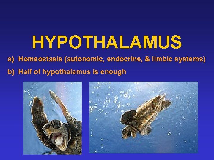 HYPOTHALAMUS a) Homeostasis (autonomic, endocrine, & limbic systems) b) Half of hypothalamus is enough