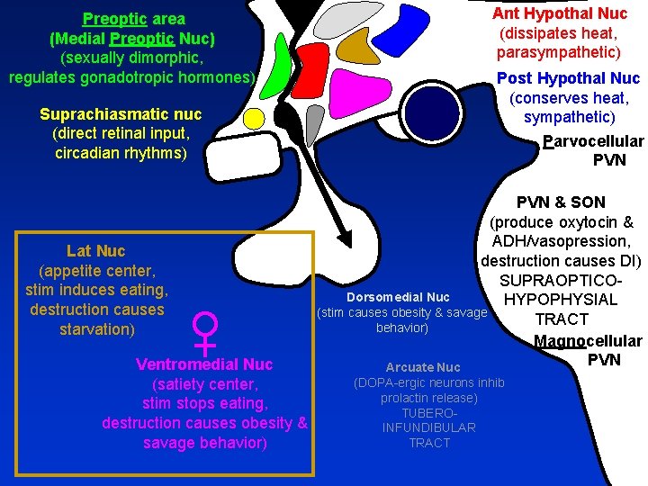 Preoptic area (Medial Preoptic Nuc) (sexually dimorphic, regulates gonadotropic hormones) Suprachiasmatic nuc (direct retinal