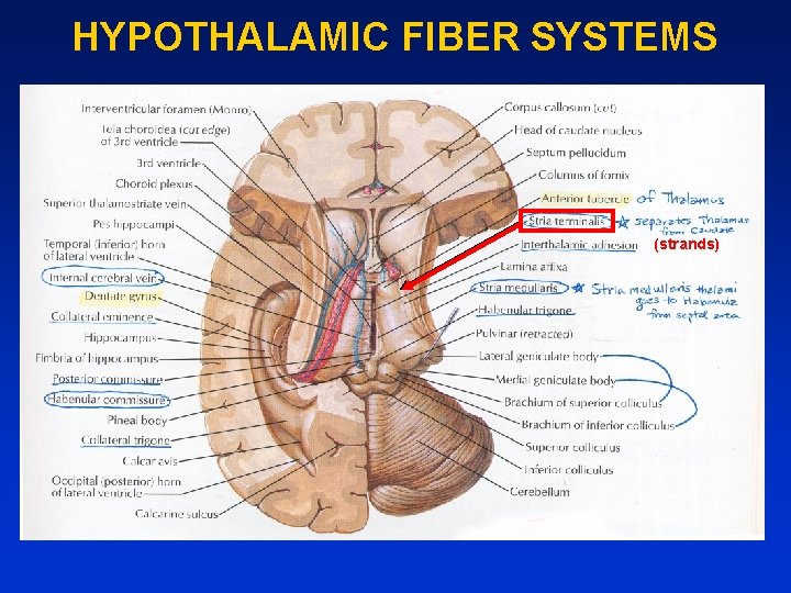 HYPOTHALAMIC FIBER SYSTEMS (strands) 