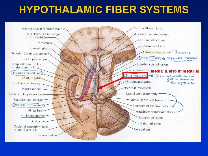 HYPOTHALAMIC FIBER SYSTEMS (medial & also in medulla) 