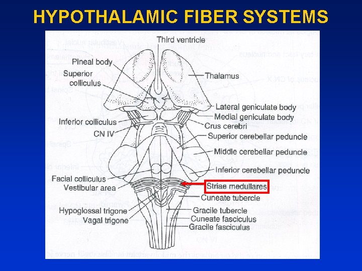 HYPOTHALAMIC FIBER SYSTEMS 