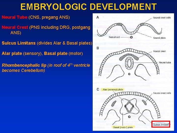 EMBRYOLOGIC DEVELOPMENT Neural Tube (CNS, pregang ANS) Neural Crest (PNS including DRG, postgang ANS)