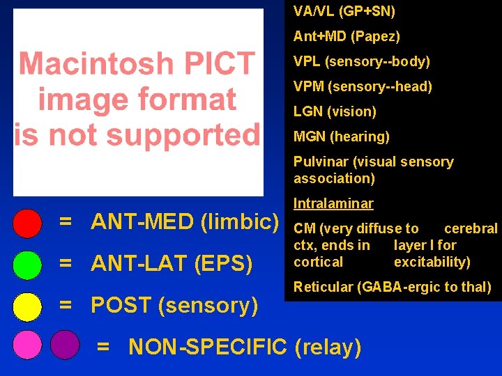 VA/VL (GP+SN) Ant+MD (Papez) VPL (sensory--body) VPM (sensory--head) LGN (vision) MGN (hearing) Pulvinar (visual