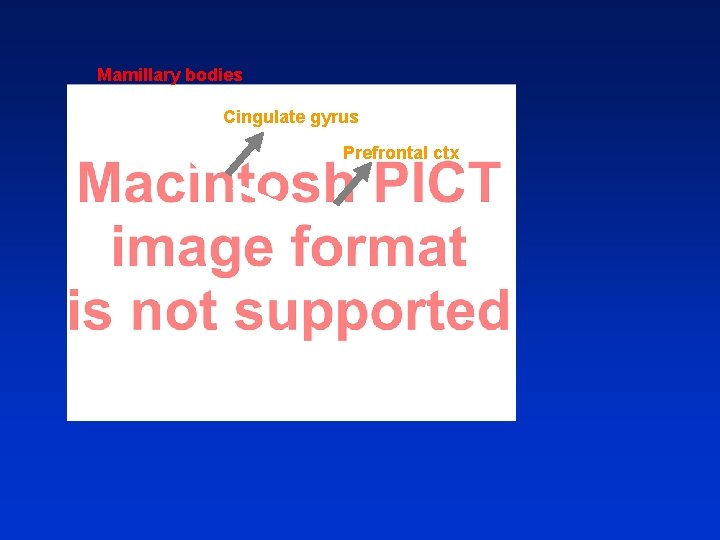 Mamillary bodies Cingulate gyrus Prefrontal ctx 