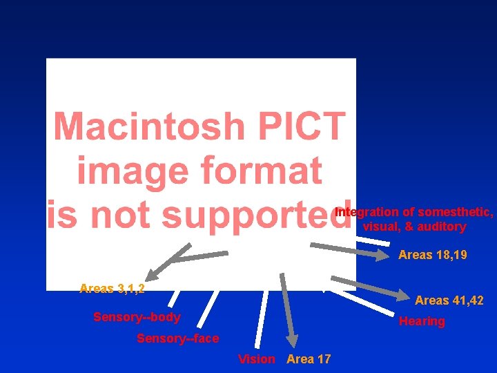 Integration of somesthetic, visual, & auditory Areas 18, 19 Areas 3, 1, 2 Areas