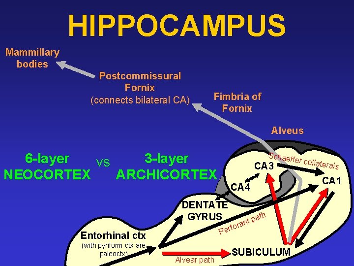 HIPPOCAMPUS Mammillary bodies Postcommissural Fornix (connects bilateral CA) Fimbria of Fornix Alveus 6 -layer