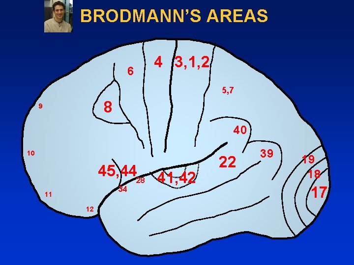 BRODMANN’S AREAS 6 4 3, 1, 2 5, 7 8 9 40 10 45,