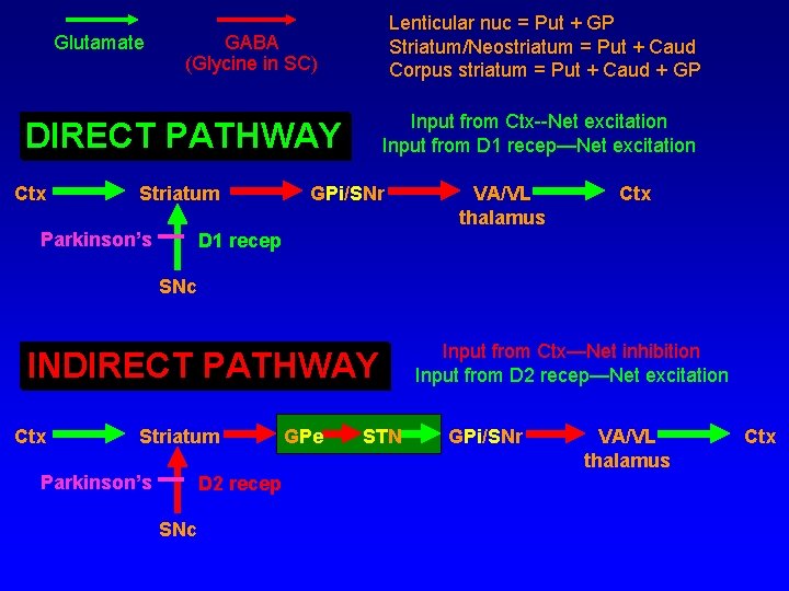 Glutamate Lenticular nuc = Put + GP Striatum/Neostriatum = Put + Caud Corpus striatum