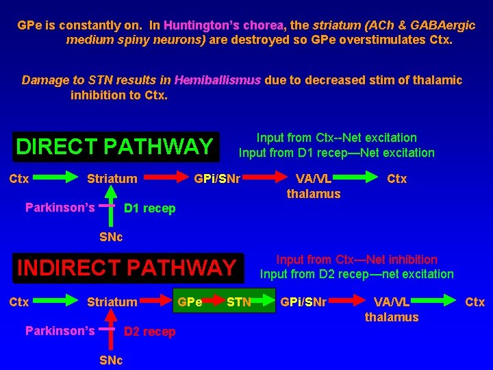 GPe is constantly on. In Huntington’s chorea, the striatum (ACh & GABAergic medium spiny