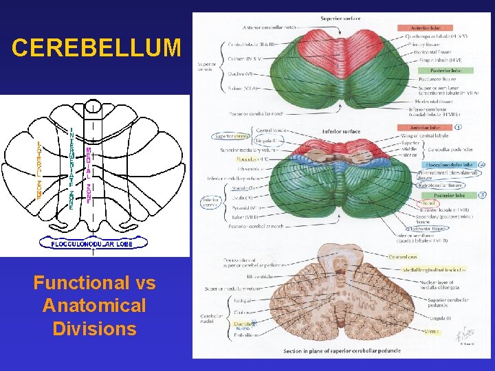 CEREBELLUM Functional vs Anatomical Divisions 